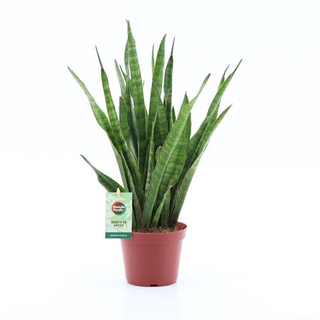 Sansevieria Kirkii
