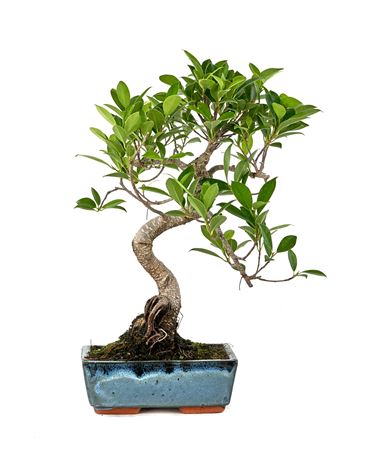 Bonsai Ficus Retusa S-shape