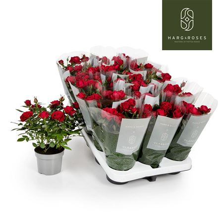 Rosa Kordana Apache Red