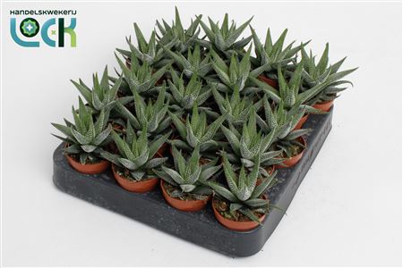 Haworthia Concolor