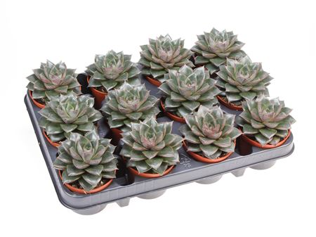 Echeveria Purpesorum