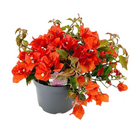 Bougainvillea New Orange