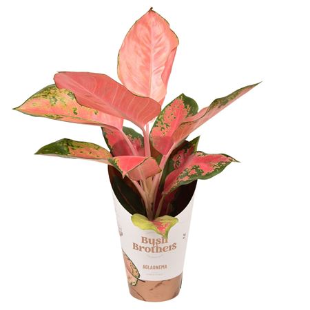 Aglaonema Orange Star