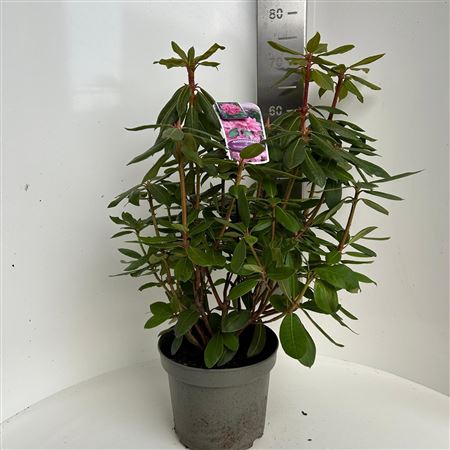 Rhodo Roseum Elegans