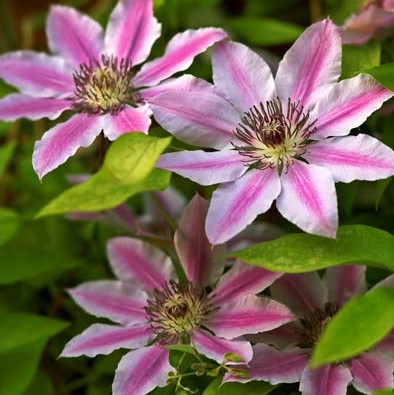 Клематис гибридный Нелли Мозер в тубе