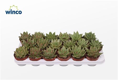 Эхеверия Эбони Грин