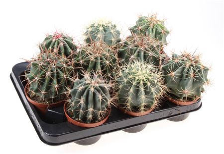 Ferocactus Mix