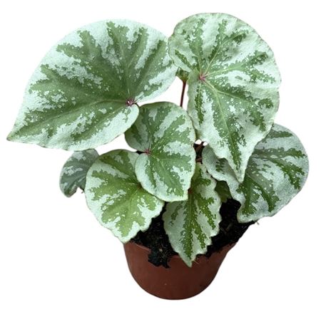 Begonia Temuyuk Silver