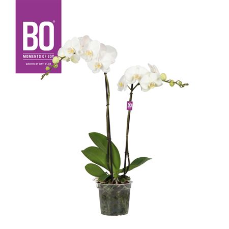 Phal 2st White 4 Stars 13+ (opti)