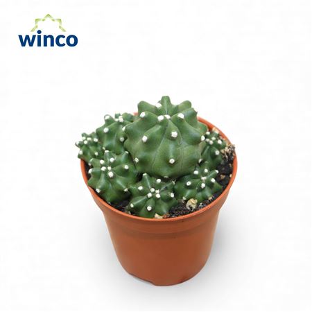 Echinocereus Triglochdiatus Var. Mojavensis