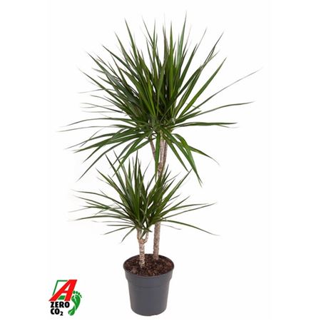 Drac Marginata 45-15
