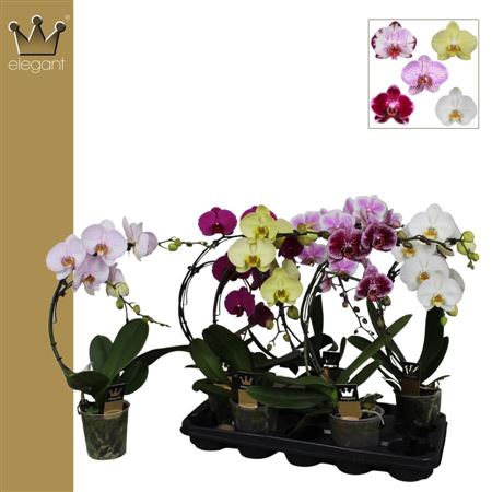 Phal 2st Boomerang Mix 14+ (bernhard)