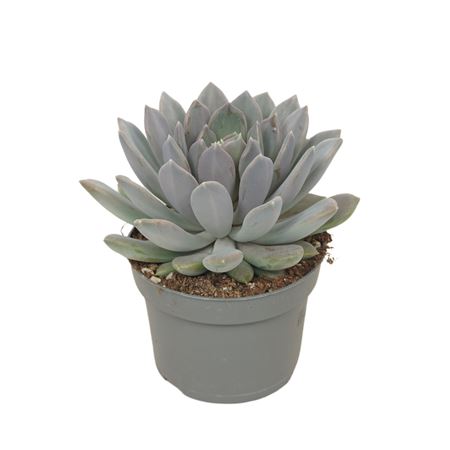 Pachyveria Draco 13 Cm