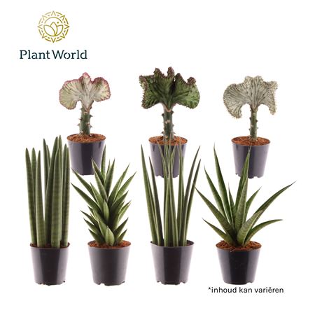 Sansevieria Summerstyle Mix