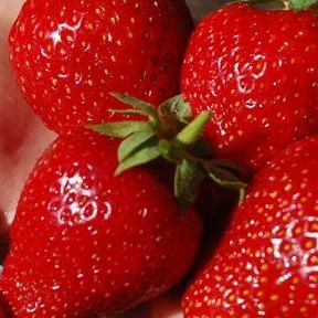 Земляника садовая Флорентина | Оптовая цветочная компания «Флора Групп» Земляника садовая Флорентина