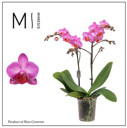 Phal 2st Stuttgart 16+ (mimesis)