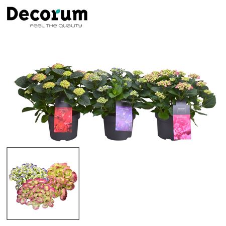Hydrangea Ma Curly Wurly Mix (decorum)