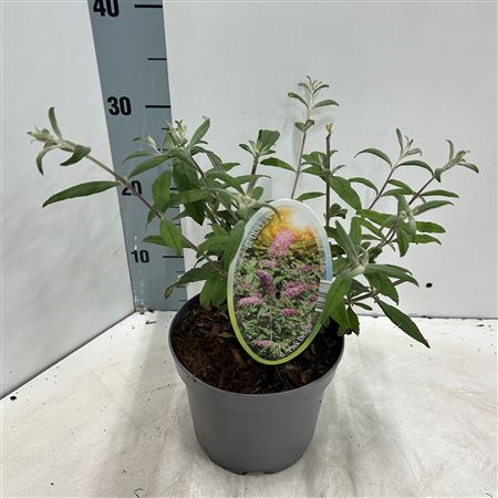 Buddleja Dav Pink Delight
