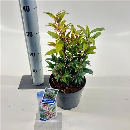 Sarcococca Hookeriana Winter Gem