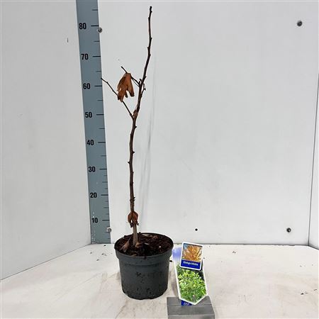Ginkgo Biloba