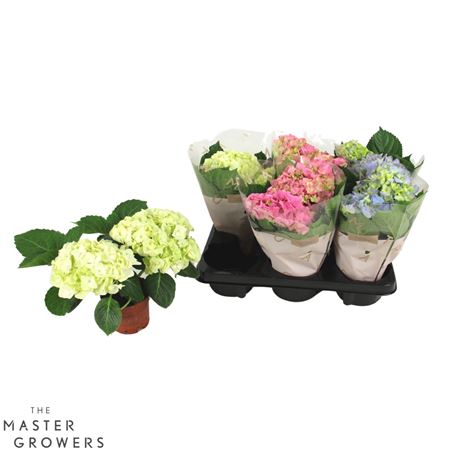 Hydrangea Ma Mix 2+