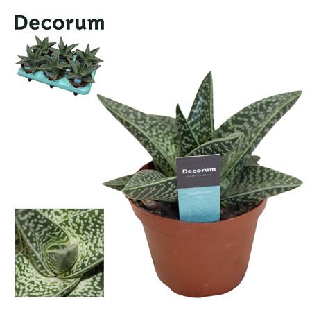 Aloe Aveo Decorum+steker