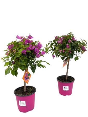 Bougainvillea Sanderiana On Thick Stem