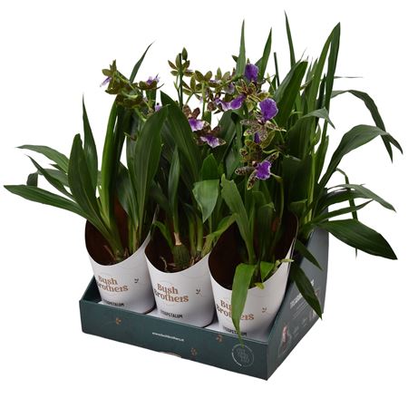 Zygopetalum 1st Stem Showbox 5fl