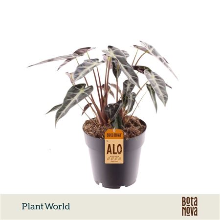 Alocasia Bambino Arrow