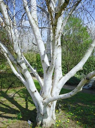 Береза полезная Дооренбос