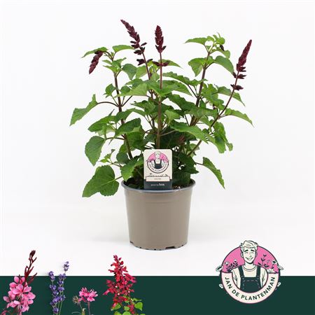 Salvia Guarantica Fuchsia