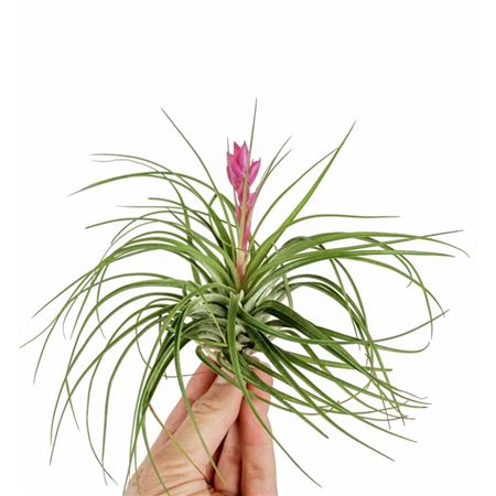 Tillandsia Stricta + Flowers