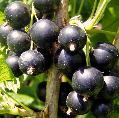 Смородина черная Велой в тубе