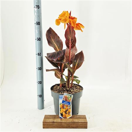 Canna Tropiccana