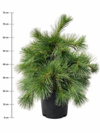 Pinus Strobus Niagara Falls
