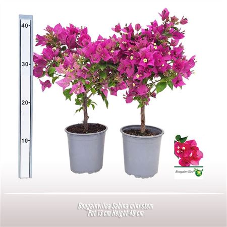 Bougainvillea Sabina Ministam