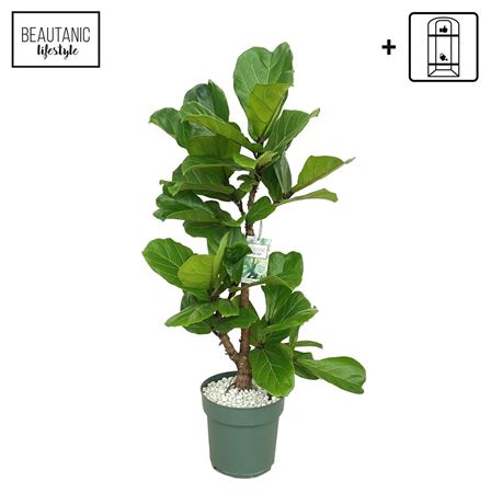 Ficus Lyrata Multistam
