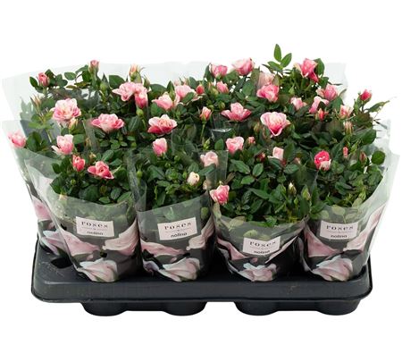 Rosa Piia
