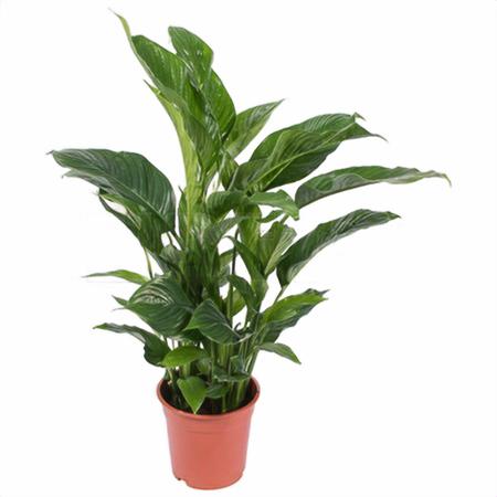 Спатифиллум Свит Лауретта