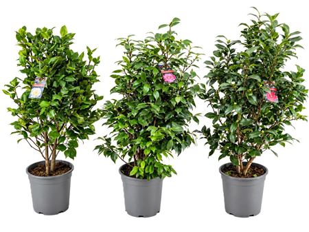 Camellia Japonica
