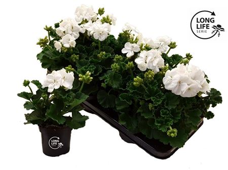 Pelargonium Longlife Zonale White