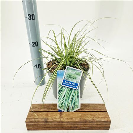 Carex Oshimensis Eversheen