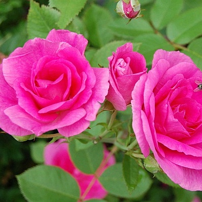 Роза парковая Морден Сентениал