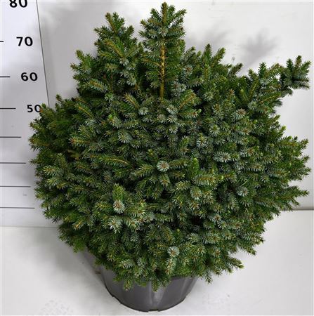 Picea Om Nana