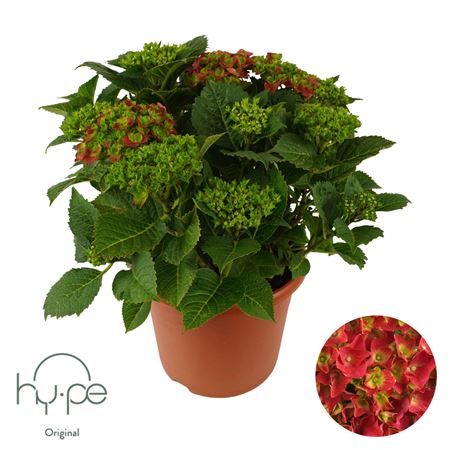 Hydrangea Ma Mophead Red 15+ (hy-pe)