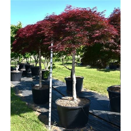Acer Palm Garnet On Stem