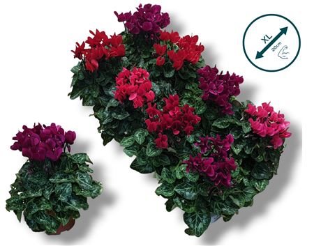 Cyclamen Compact Dark Mix