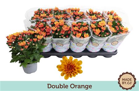 Chrys Double Orange 3pp