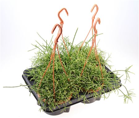 Rhipsalis Hangpot