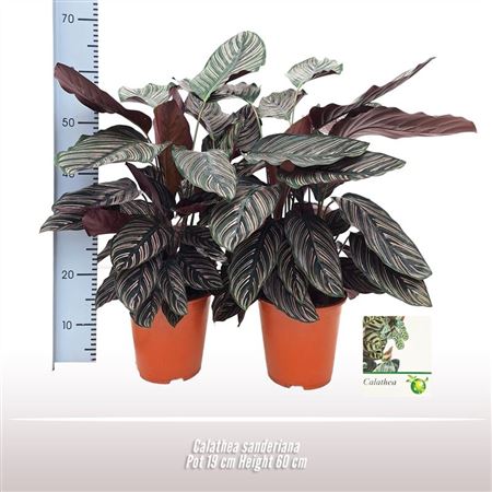 Calathea Sanderiana